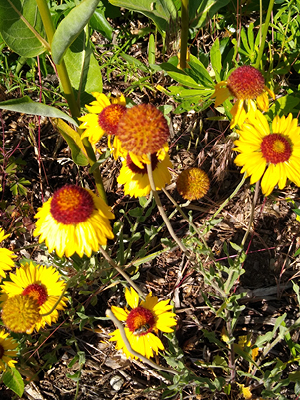 bright yellow flower with redish center