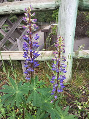 Purple flowers on stalks above big green leaves