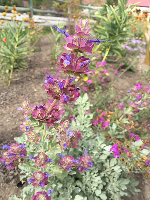 Pink and purple flowers growing from silvery green leaves.