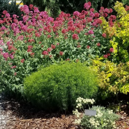 Pink flowering plants and green shrubs in a landscaped garden bed.