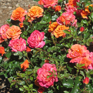 Cluster of pink and orange rose blossoms growing on a leafy shrub.