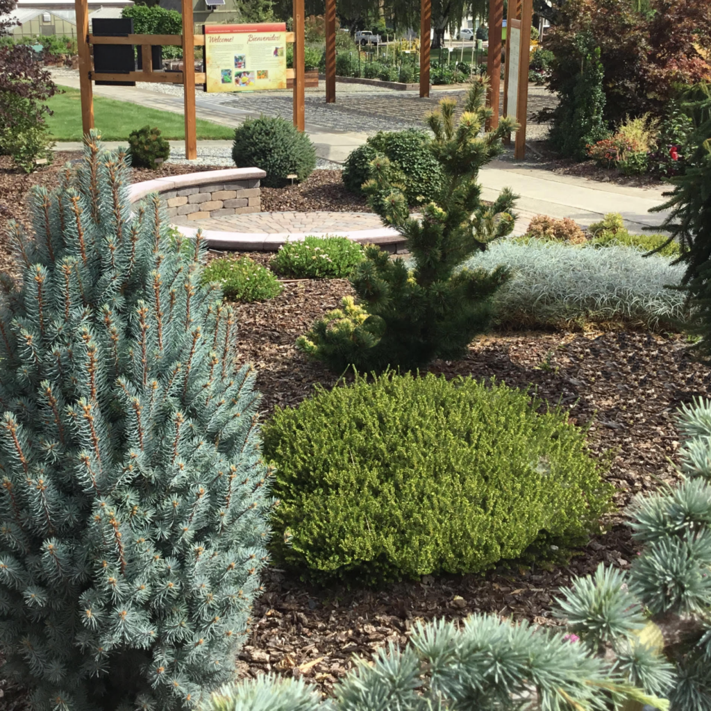 Community garden landscape with ornamental shrubs, small conifers, and paved seating area.