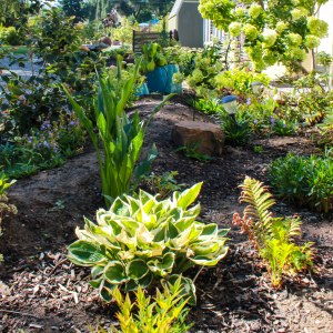 Garden bed with hostas, leafy plants, and a decorative stone in a landscaped yard.