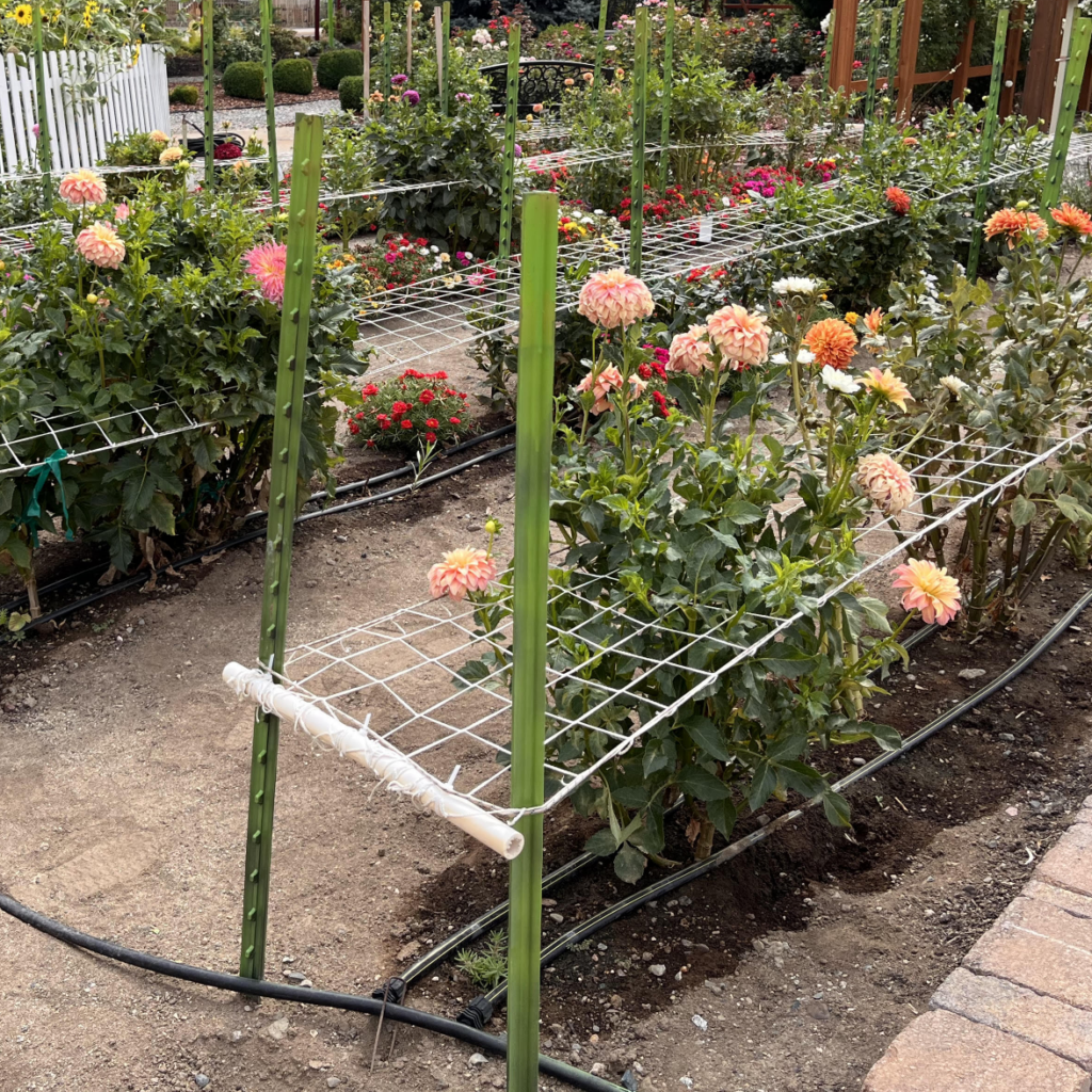 Rows of flowering plants growing in garden beds with support netting and irrigation lines.