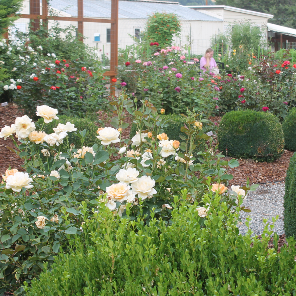 Cream roses and colorful flowers growing in a landscaped garden.