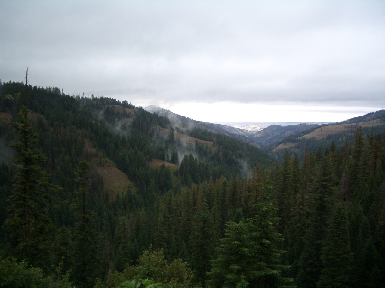 Hillside with trees.