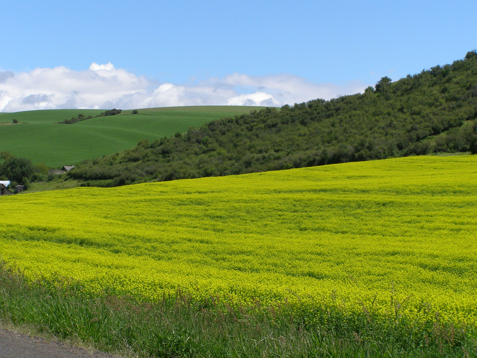 Mustard field and blue skyline.