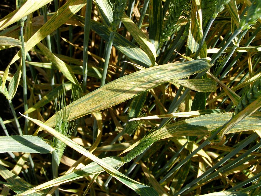 Wheat Stripe Rust on plant.