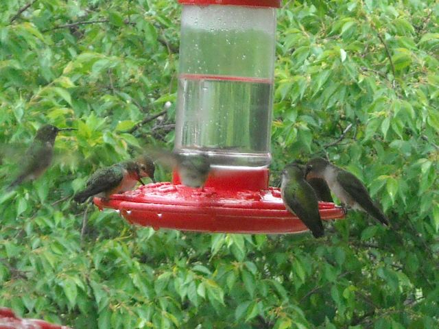 hummingbirds at feeder
