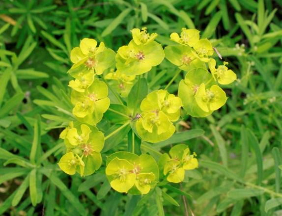 Leafy Spurge (plant with yellow flowers).
