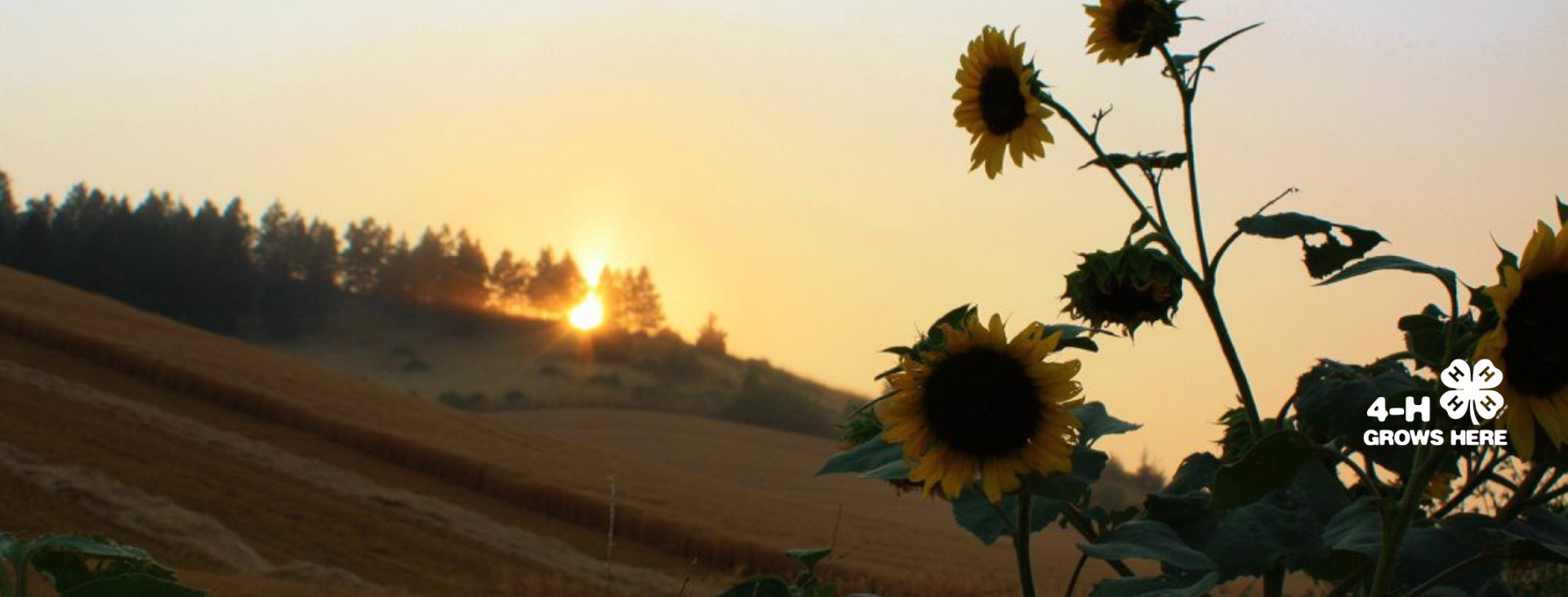 Sunset from a field.