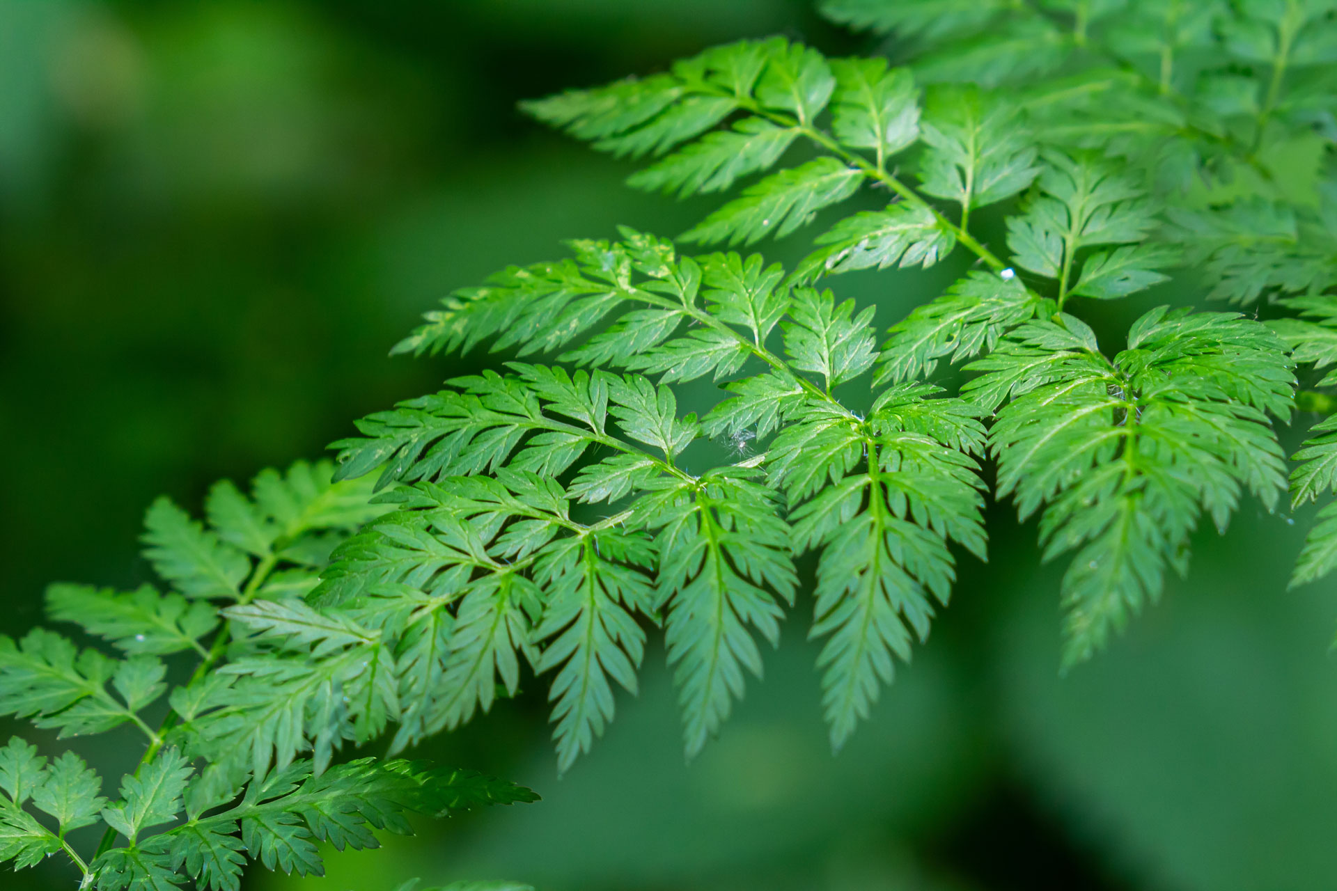 Poison hemlock leaf Conium maculatum up close macro carrot family apiaceae