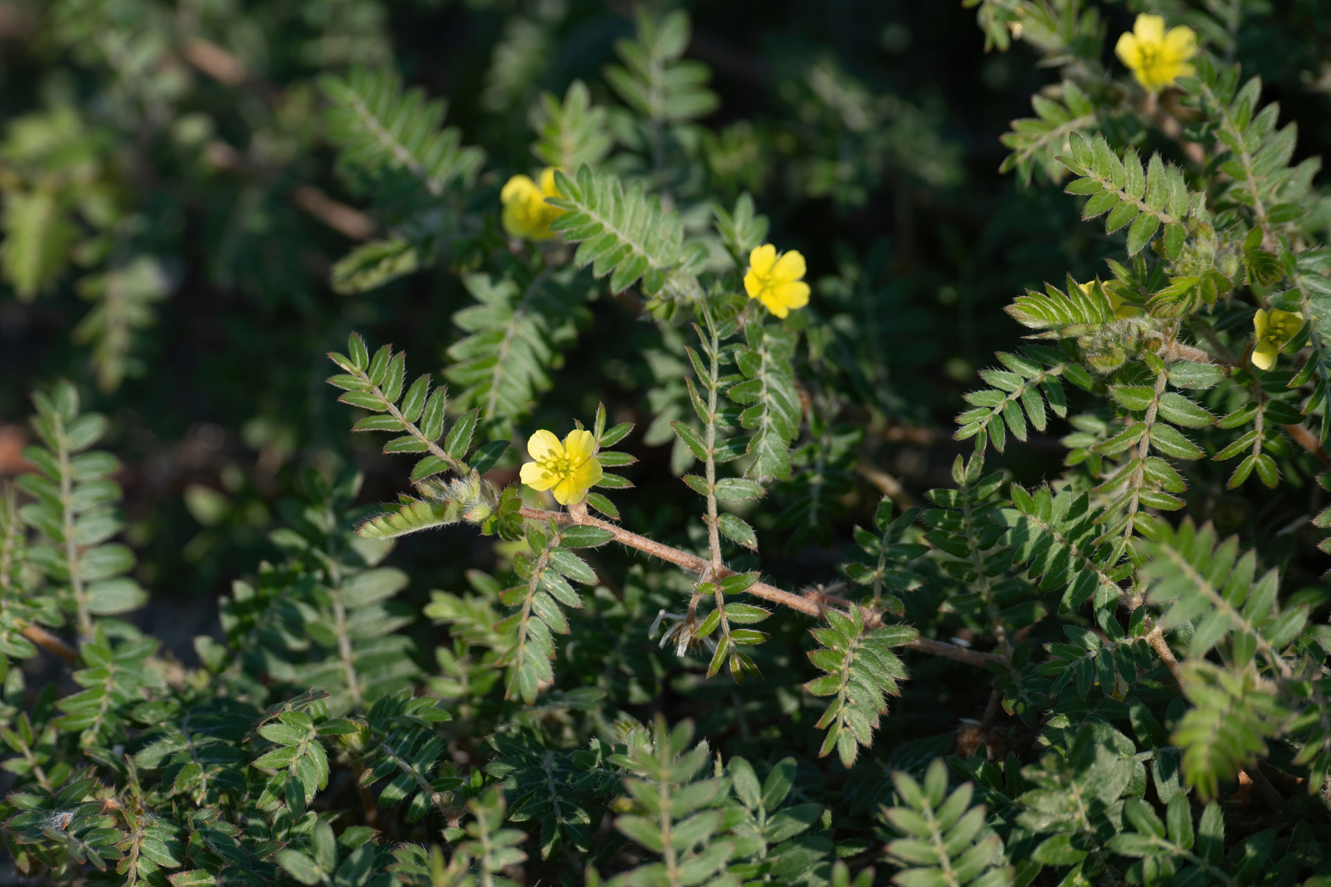 Green plant with little yellow flowers (Puncturevine).