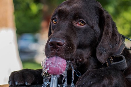 image of a large black dog