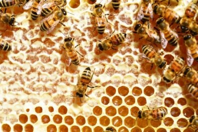 image of honeycomb with several bees