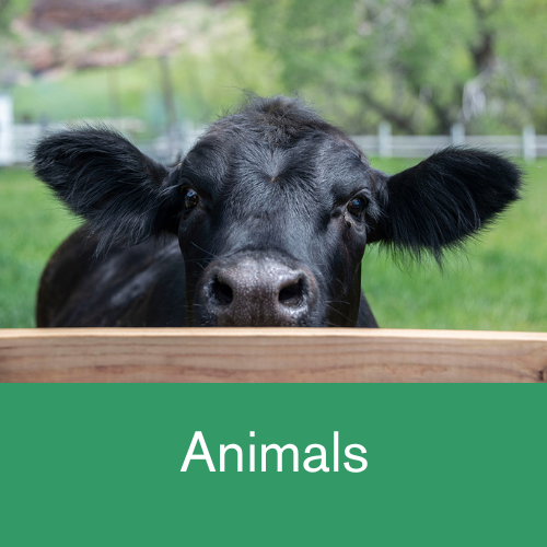 Photo of black cow to denote Animals section of the website