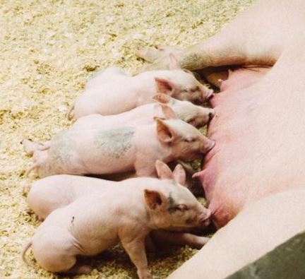 Suckling piglets