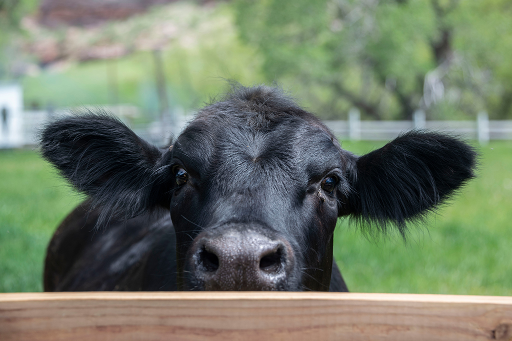 image of young black cow looking over a fence 