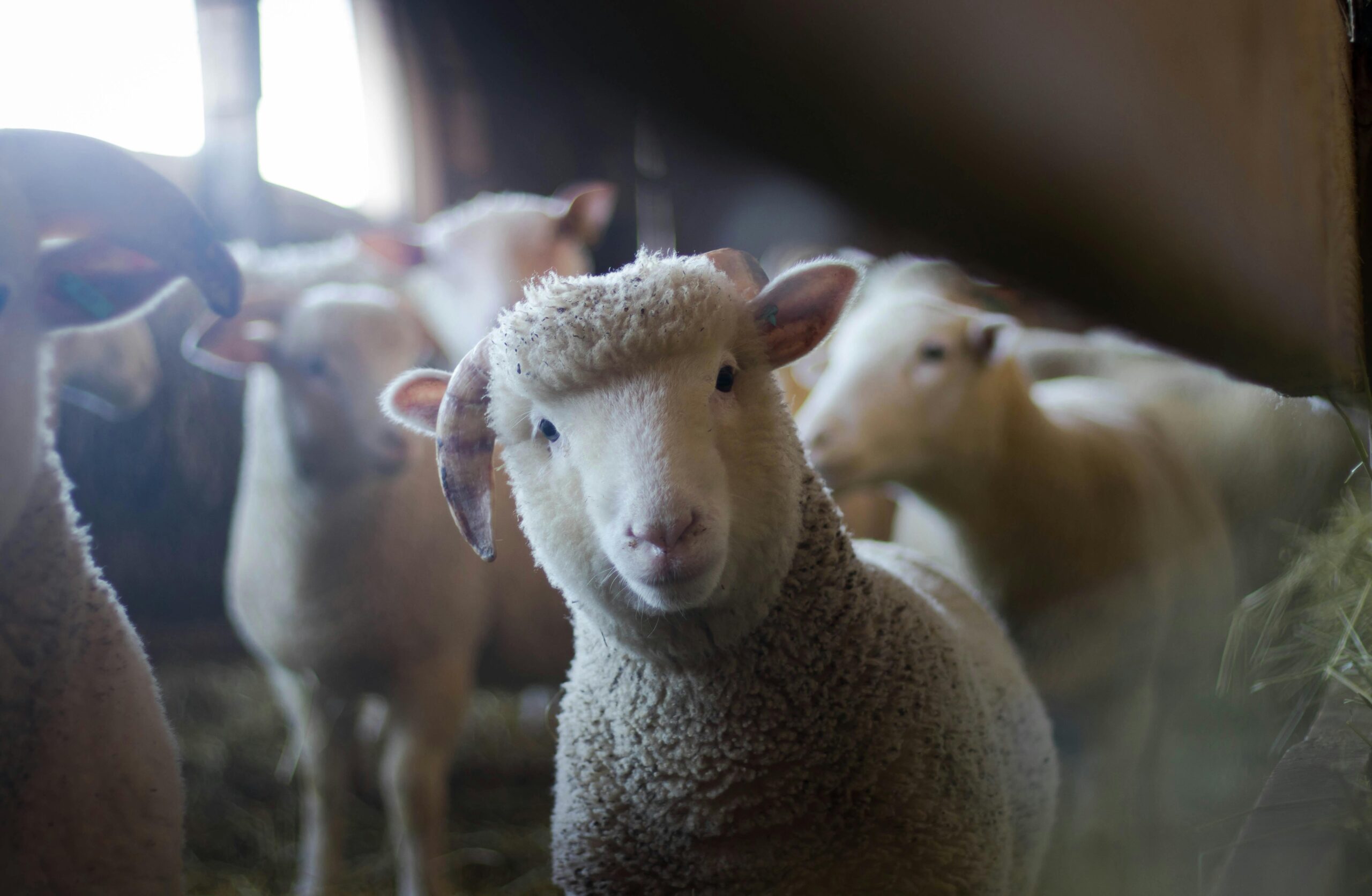 Image of white fuzzy sheep with several others in the background