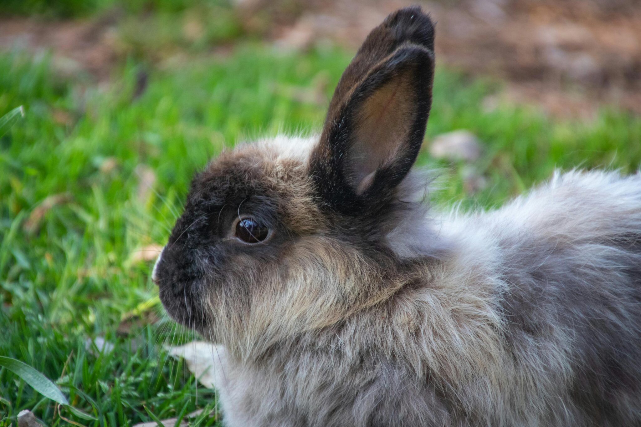 Rabbit | 4-H Youth Development Program | Washington State University