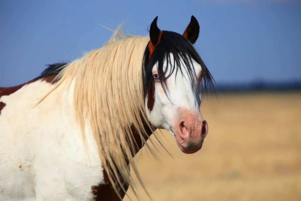 Profile photo of a bay pinto mustang looking to the right with ears forward.
