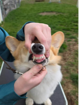 A 4-H member demonstrating the proper way to show bite on a Pembroke Welsh Corgi in 4-H dog showmanship as described.