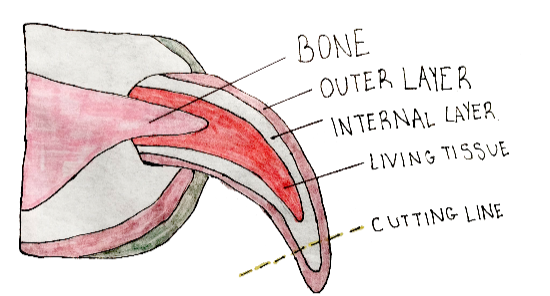 A drawing of the parts of a dog's toenail showing where to trim the nail to avoid cutting the quick; drawn by an Island County 4-H member.