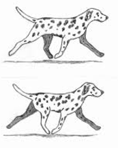 The top image shows a dog pacing: the front and rear legs on the same side of the body moving together and the bottom image shows a dog trotting: the front and rear legs on the diagonally opposite ends of the body moving together.
