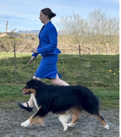 A 4-H member demonstrating proper arm and hand position, leash work, and gait for an Australian Shepherd.