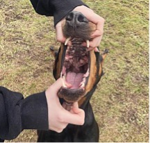 A 4-H member demonstrating how to properly show mouth on a Doberman Pinscher in 4-H dog showmanship as described.