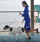 A 4-H member demonstrating a gaiting technique where the dog moves ahead of the handler, referred to as moving out, in 4-H Showmanship.