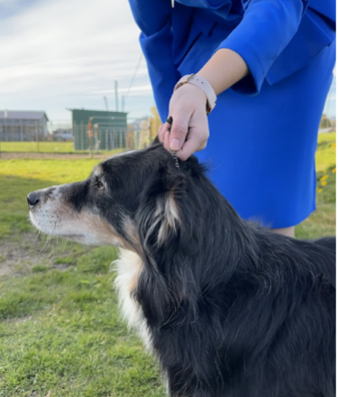Proper collar control position, high up under the dog’s chin where the muzzle meets the body and between the head and neck, just behind the ears.