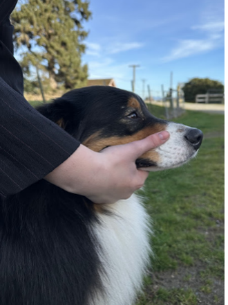 Proper muzzle control position with the hand under the lower jaw without wrapping fingers around the muzzle.