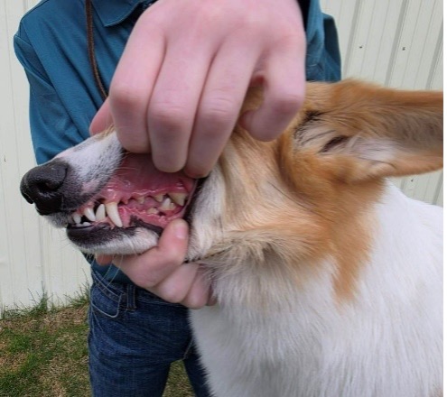 A 4-H member demonstrating the proper way to show teeth on a Pembroke Welsh Corgi in 4-H dog showmanship as described.