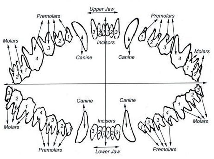 Graphic showing the 42 teeth on a dog, including molars, premolars, and canines in both the upper and lower jaw.