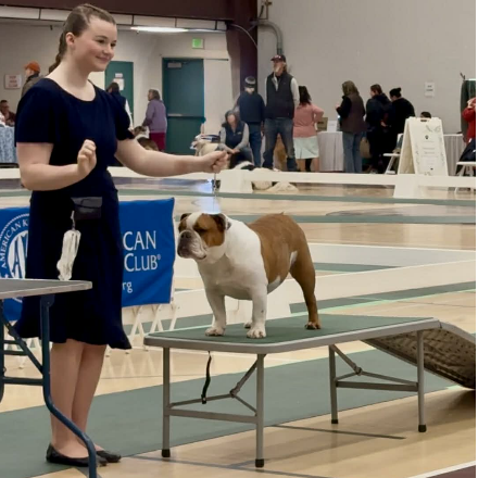 A 4-H member presenting her Bulldog on a ramp in a showmanship event.