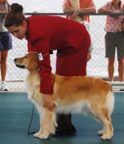 A 4-H member demonstrating how to lift the left front leg at the elbow using their left hand to position the leg in a straight line from the shoulder to the ground.