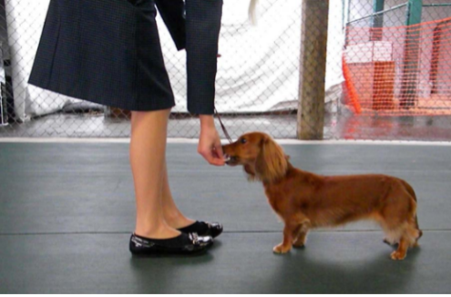 A 4-H member demonstrating how to lure a dog forward into a standing position using bait in 4-H dog showmanship.