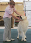 A 4-H member demonstrating the Front Cross-over Stacking Method with a large breed dog in 4-H dog showmanship.