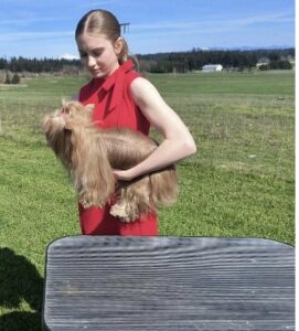 A 4-H member demonstrating how to properly lift a toy breed under the chin and around the ribcage to put them on the examination table in 4-H Showmanship.