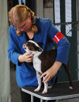 A 4-H member demonstrating where to position their dog when stacking on a table in 4-H dog showmanship as described.