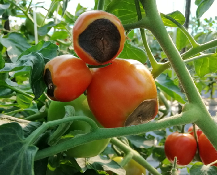 Tomatoes attached to plant with rot setting in. 