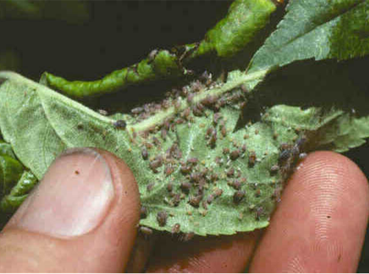 Brown fuzz, indicating rot on leaf. 
