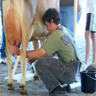 Boy milking cow