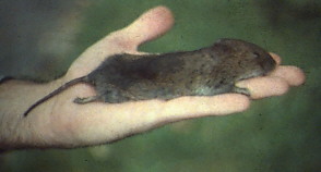 Townsends Meadow Vole