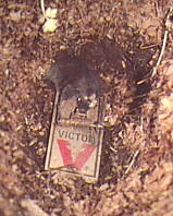 Vole in Trap