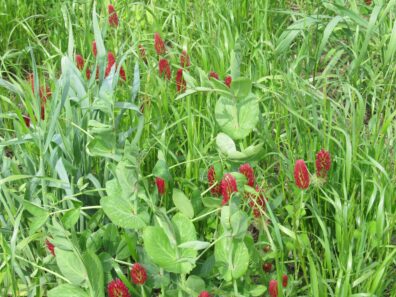 cover crop mix was crimson clover, annual ryegrass, Austrian winter pea and dicon radish