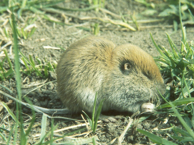Northern Pocket Gopher
