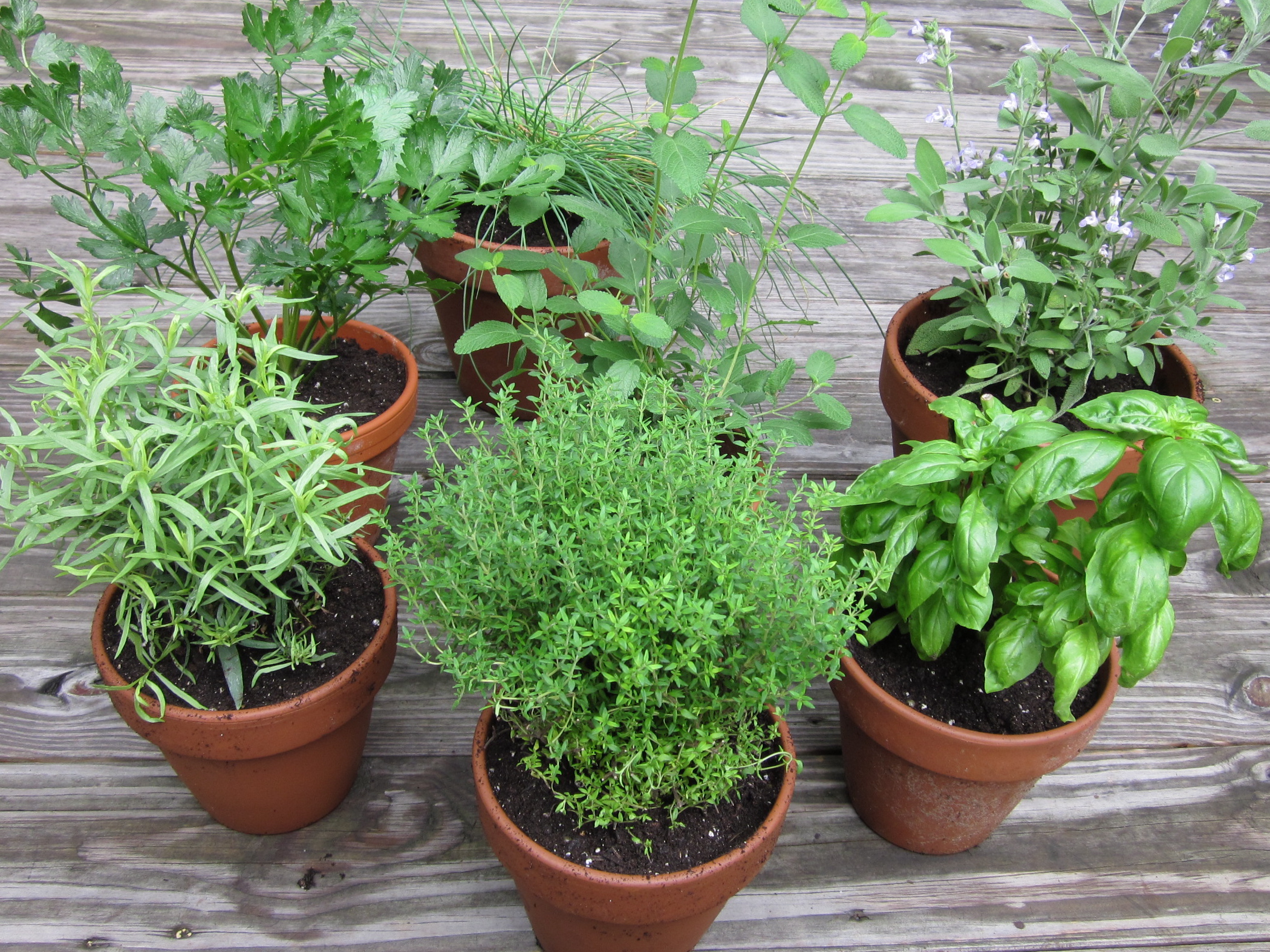 herb garden in pots