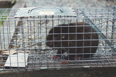Mountain Beaver in Cage Trap